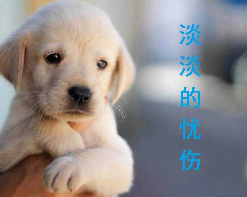 狗年新闻回顾，那些真实而感人的故事，狗年感人瞬间回顾，真实故事温暖人心