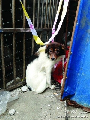 狗年新闻回顾,那些真实而感人的故事,狗年感人瞬间回顾,真实故事温暖人心