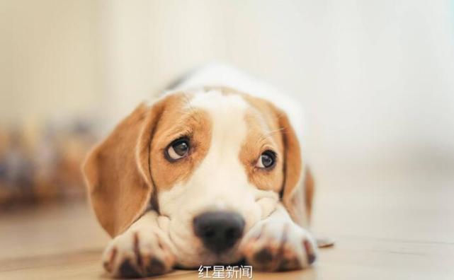 狗年新闻回顾,那些真实而感人的故事,狗年感人瞬间回顾,真实故事温暖人心