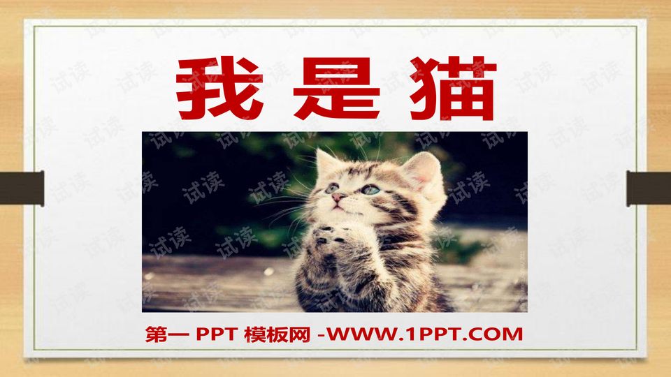 猫ppt课件，探索猫的神秘魅力，猫ppt课件，揭秘猫的神秘魅力