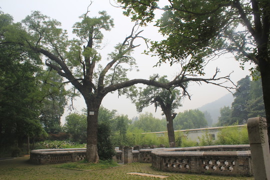 石岗军营里的树，历史与生命的交织图片，石岗军营里的树，历史与生命的交织画卷图片