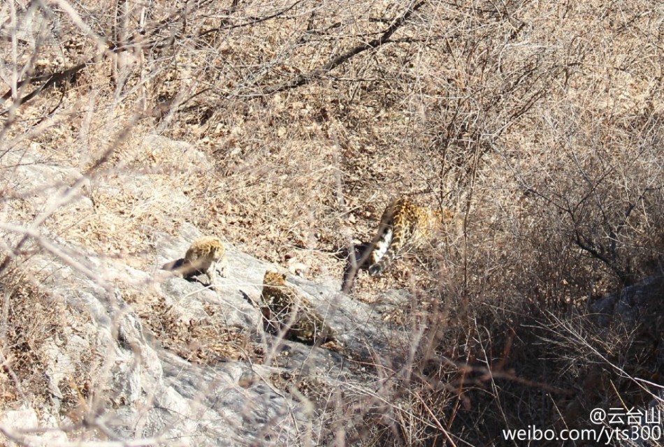 四不像正版与正版四不像，探究正版与盗版之间的微妙差异，正版与盗版之谜，四不像正版与四像盗版之间的微妙差异探究