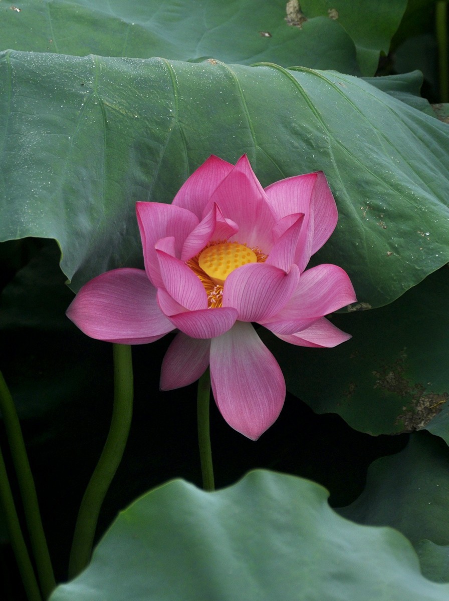 天涯论坛荷出，网络时代的声音与色彩，天涯论坛荷出，网络时代的声音与多彩世界