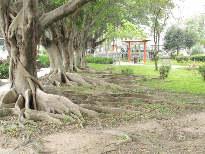 石岗军营木棉兰,历史的印记与自然的馈赠,石岗军营木棉兰,历史印记与自然的交融