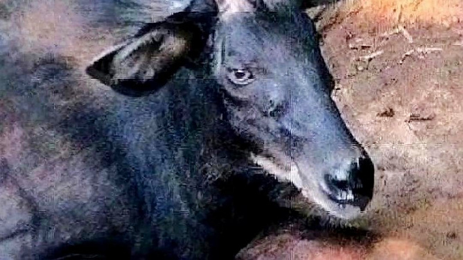 家婆王中王一肖四不像，独特的家庭故事与人生感悟，家婆王中王一肖四不像，独特的家庭故事与人生启示