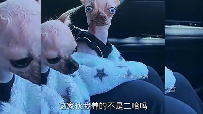 家婆王中王一肖四不像,独特的家庭故事与人生感悟,家婆王中王一肖四不像,独特的家庭故事与人生启示