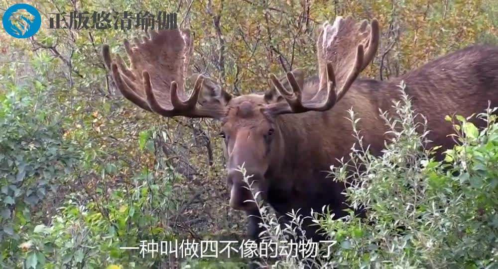 家婆王中王一肖四不像,独特的家庭故事与人生感悟,家婆王中王一肖四不像,独特的家庭故事与人生启示
