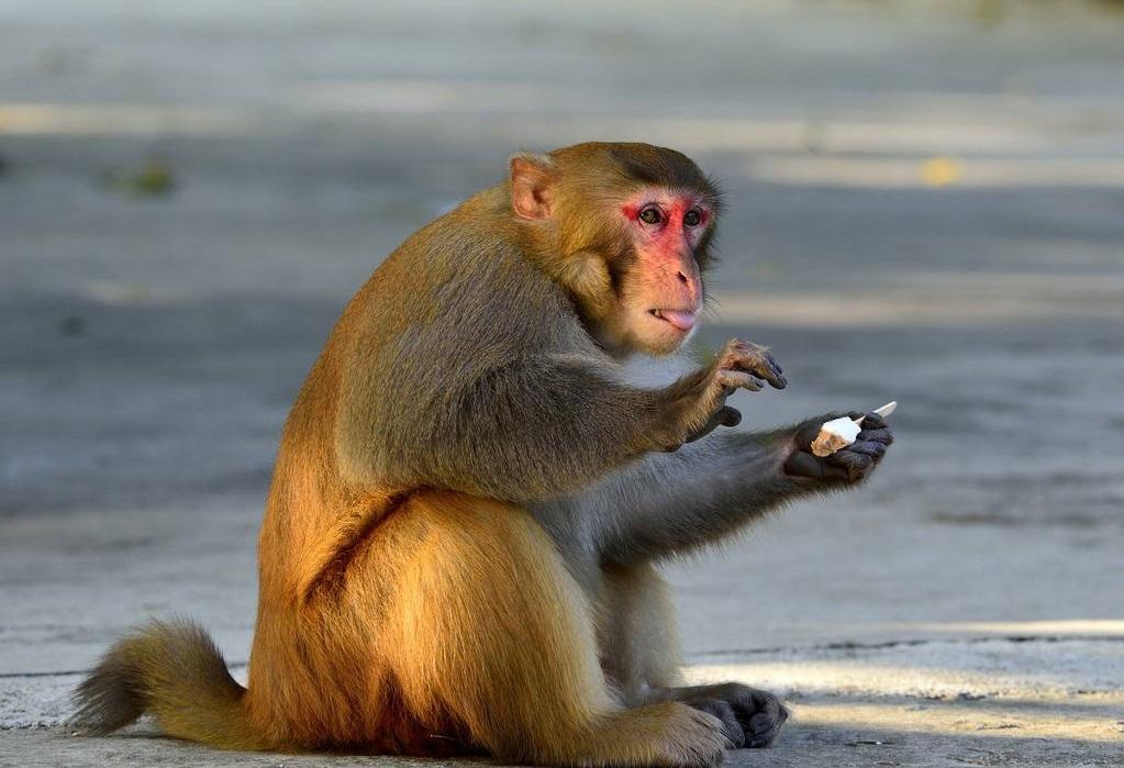 歼-10战斗机侧面,力量与优雅的完美融合,歼-10战斗机侧面,力量与优雅的统一展现