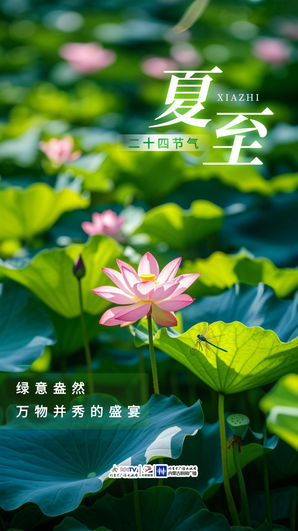 今天是夏至吗？探寻夏至的意义与影响，夏至的意义与影响，探寻夏至的奥秘