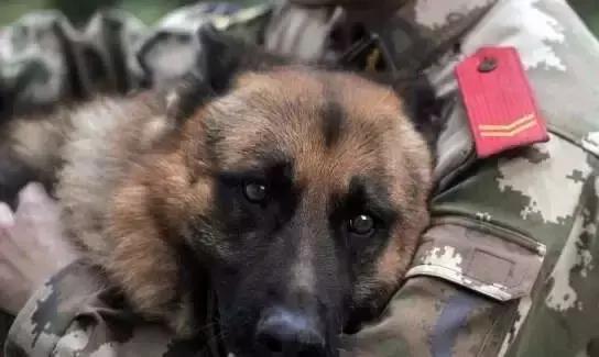 中国军犬，忠诚的守护者，中国军犬，忠诚的守护者之典范