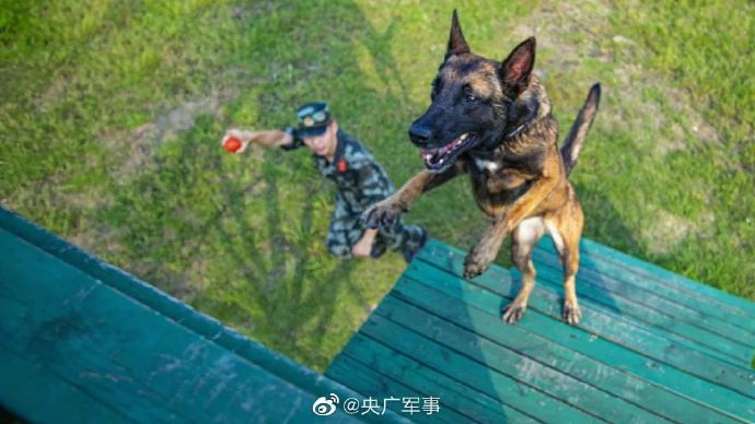 军犬训练,培养忠诚与能力的卓越之旅,军犬训练,培育忠诚与能力之旅的卓越篇章