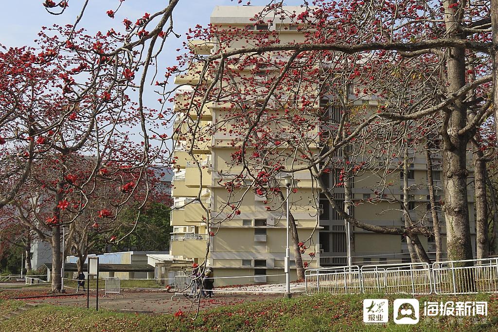 石岗军营的木棉花，石岗军营木棉花，英雄之城的春日风采