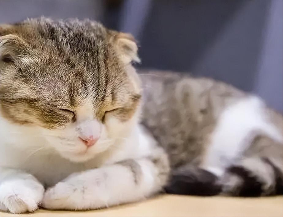 维生素B对猫咪美毛的功效与作用，维生素B对猫咪美毛的功效与重要性解析