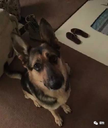 神秘的管家婆狗与数字7777788888,神秘的管家婆狗与神秘数字7777788888之谜