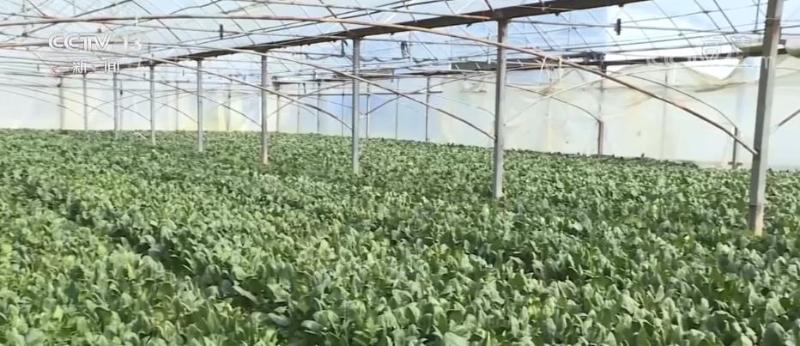 央视网军事报道中的军事农业，深度解读与前瞻，央视网军事报道中的军事农业深度解读与趋势展望