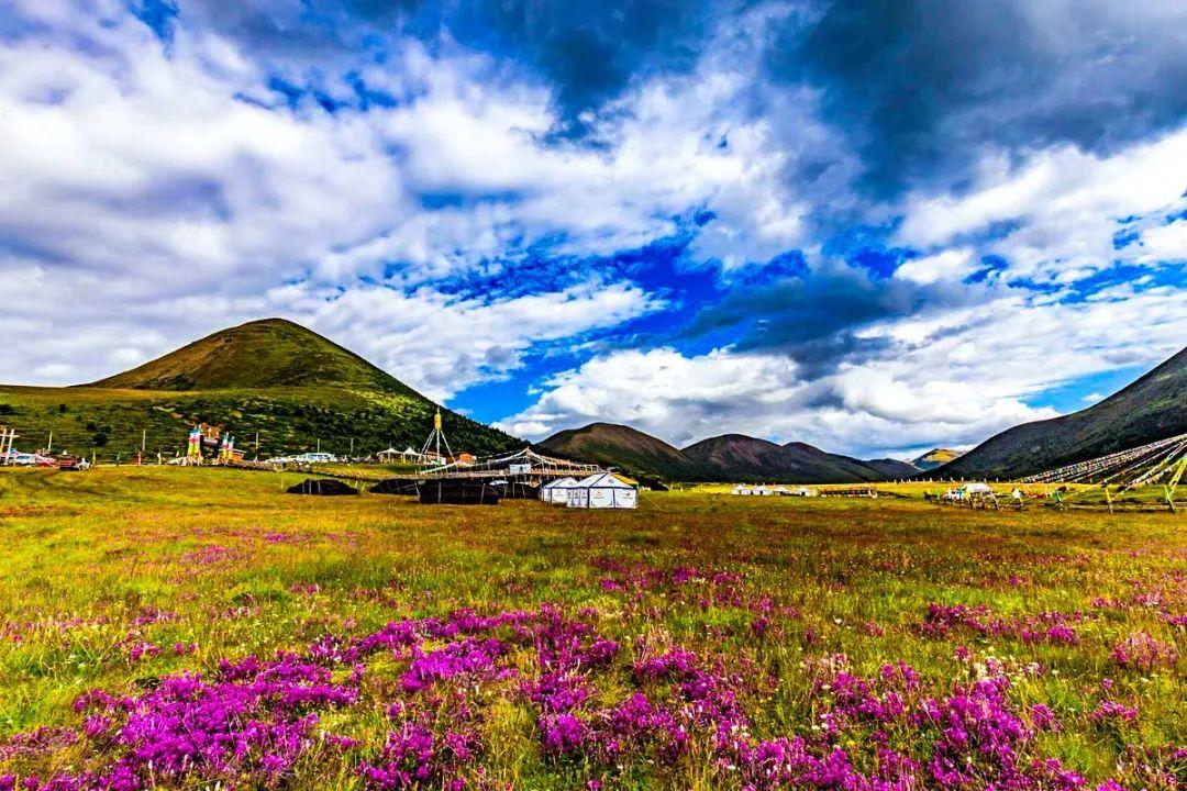 野花论坛最新动态与深度探讨,野花论坛最新动态深度探讨会