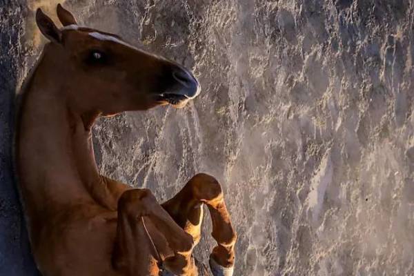 白小姐四不像王中王一肖，神秘传奇与当代解读，白小姐四不像王中王一肖，神秘传奇的当代解读