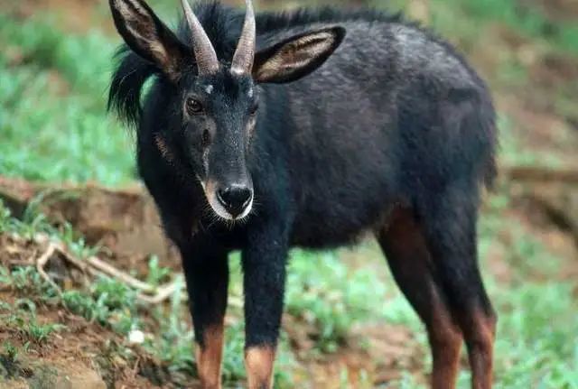 白小姐四不像王中王一肖,神秘传奇与当代解读,白小姐四不像王中王一肖,神秘传奇的当代解读