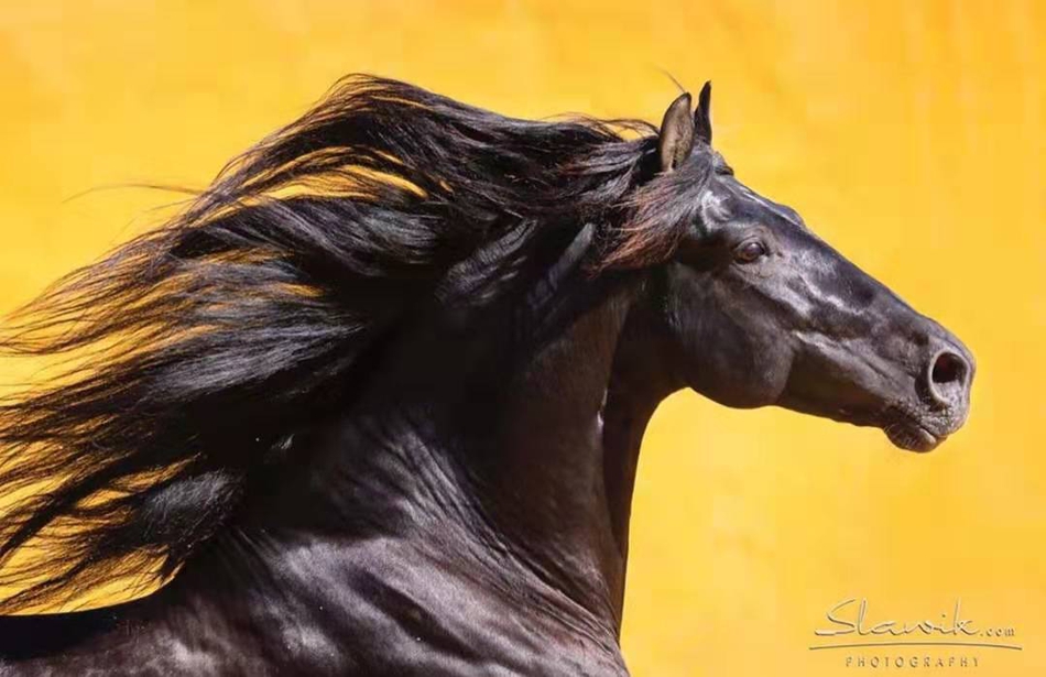 白小姐四不像王中王一肖,神秘传奇与当代解读,白小姐四不像王中王一肖,神秘传奇的当代解读