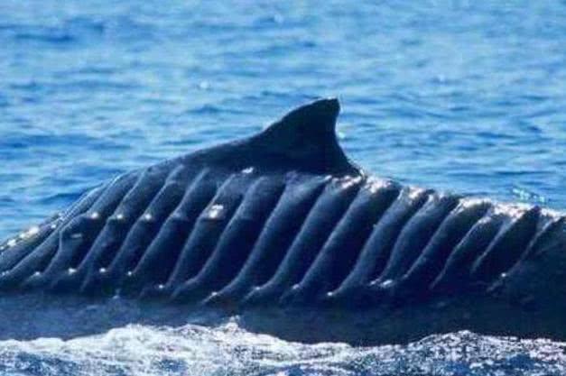 福特号核动力航空母舰的螺旋桨,力量与技术的完美结合,福特号核动力航空母舰螺旋桨,力量与技术的卓越融合