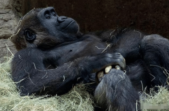 大猩猩的睾丸与人类的睾丸,生物学视角下的探索与对比,生物学视角下的探索,大猩猩与人类睾丸对比研究