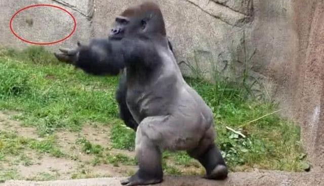 大猩猩的睾丸与人类的睾丸,生物学视角下的探索与对比,生物学视角下的探索,大猩猩与人类睾丸对比研究