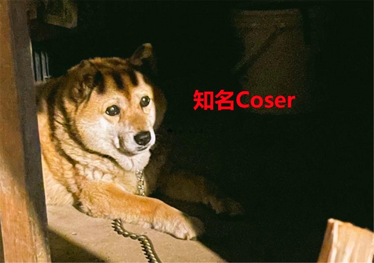 猪狗同行王中王猜一肖,生肖之趣与语言游戏的智慧,生肖之趣,猪狗同行王中王,语言游戏的智慧探寻