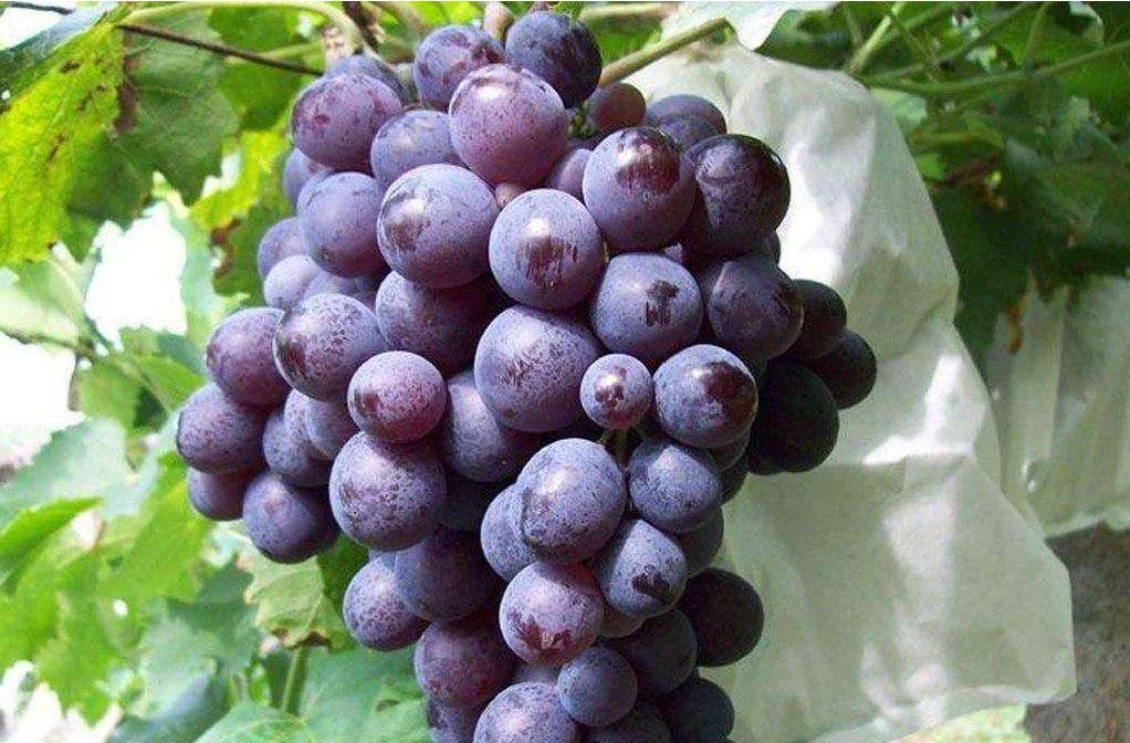 葡萄京王中王一肖,传奇的交融与时代的印记,葡萄京王中王一肖,传奇交融与时代印记的王者风采