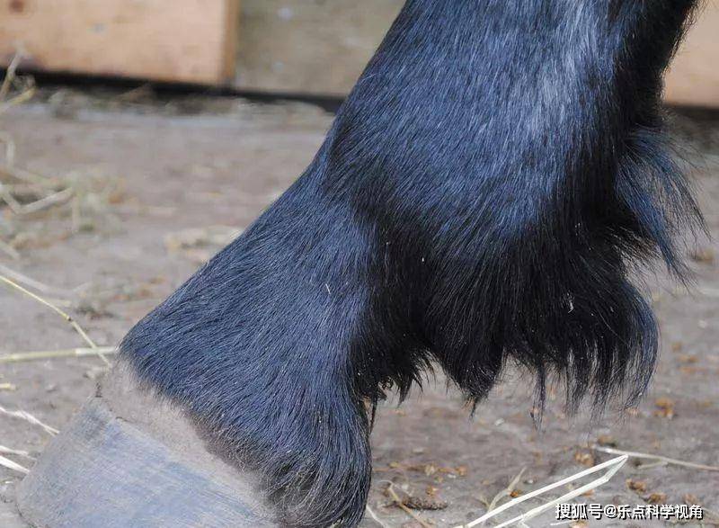 探究A10疣猪的持久魅力,为何不退役?,A10疣猪的持久魅力,为何不退役探究