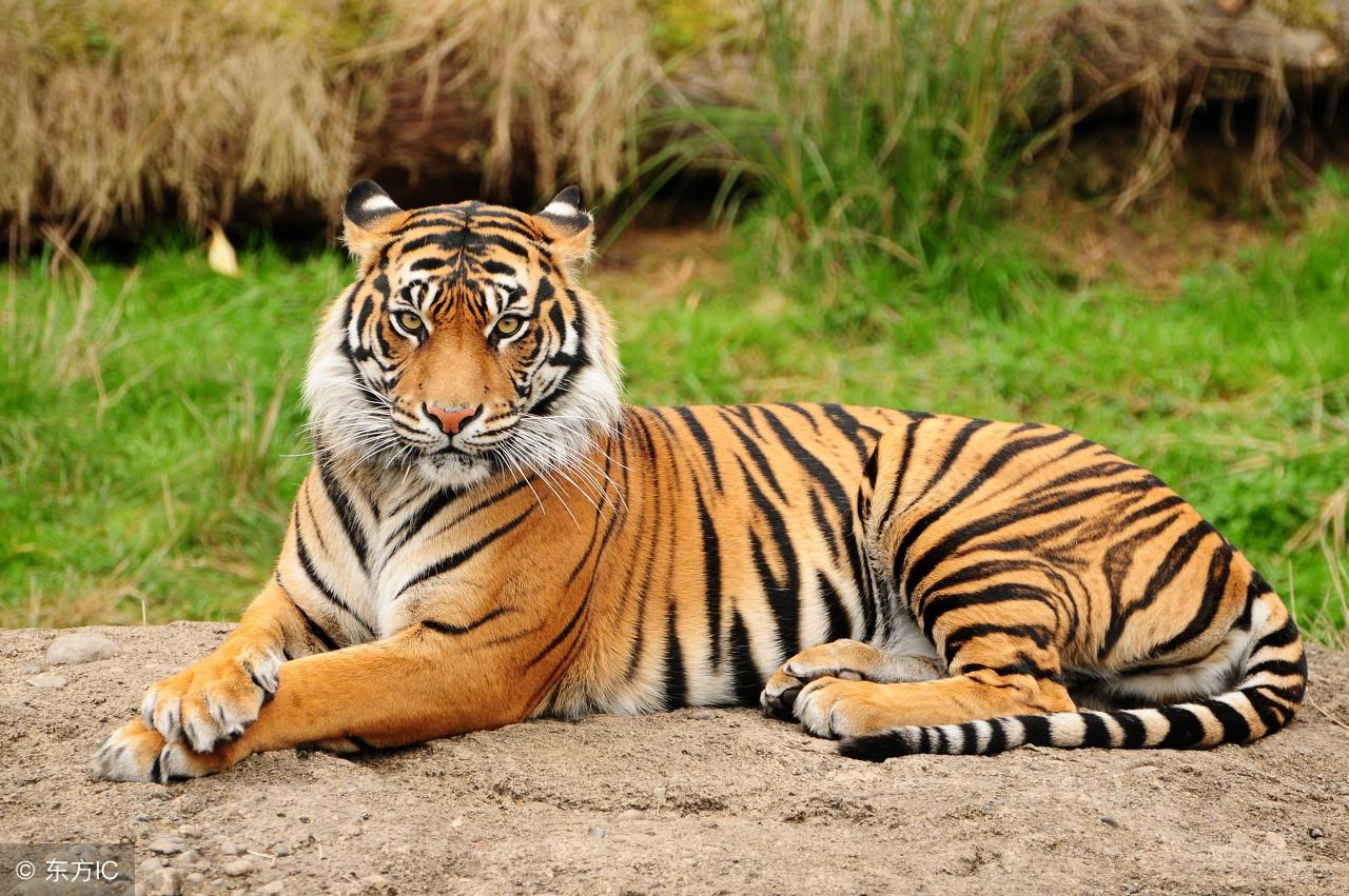 王中王一字一句猜一肖——探寻生肖之秘,王中王一字一句揭示生肖之谜,探寻生肖之秘