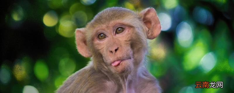 林中高手王中王一生肖,传奇人生与智慧象征,林中高手王中王一生肖,传奇人生与智慧的象征之旅