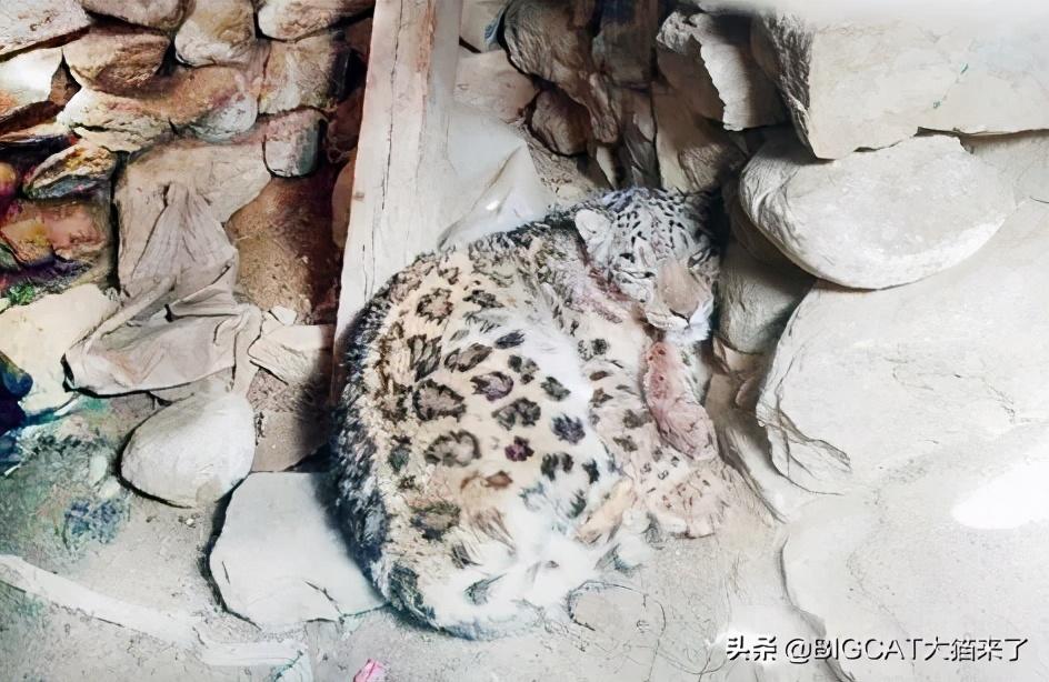 拜城之后再无雪豹——探寻人与自然和谐共生的新境界,拜城之后,人与自然和谐共生新境界中的雪豹踪迹