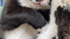 鼎盛军事论坛中的独特声音,吃薄荷的猫,鼎盛军事论坛独特声音,吃薄荷的猫观察分析军事动态