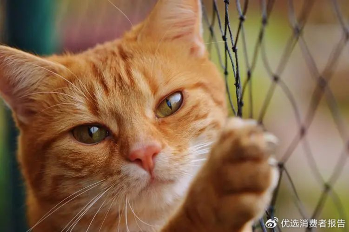 鼎盛军事论坛中的独特声音,吃薄荷的猫,鼎盛军事论坛独特声音,吃薄荷的猫观察分析军事动态