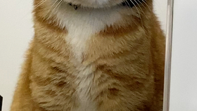 鼎盛军事论坛中的独特声音,吃薄荷的猫,鼎盛军事论坛独特声音,吃薄荷的猫观察分析军事动态