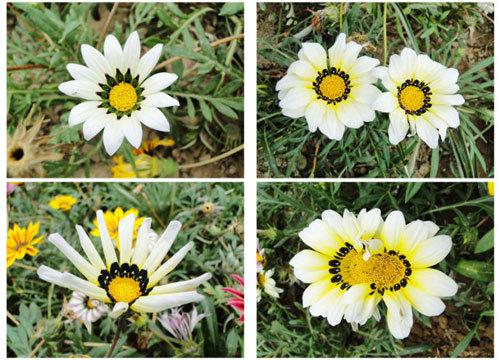 各种勋章图片大全,荣耀的象征,勋章图片大全,荣耀的象征荟萃