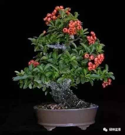 日本心神战机是几代机,深度解析其技术特点与发展背景,日本心神战机,技术特点深度解析与发展背景探讨——几代机的探讨