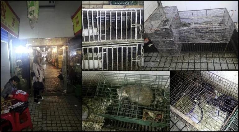 华南海鲜市场老板揭秘,一位商业巨头的传奇故事,华南海鲜市场老板的商业传奇,一位商业巨头的崛起之路