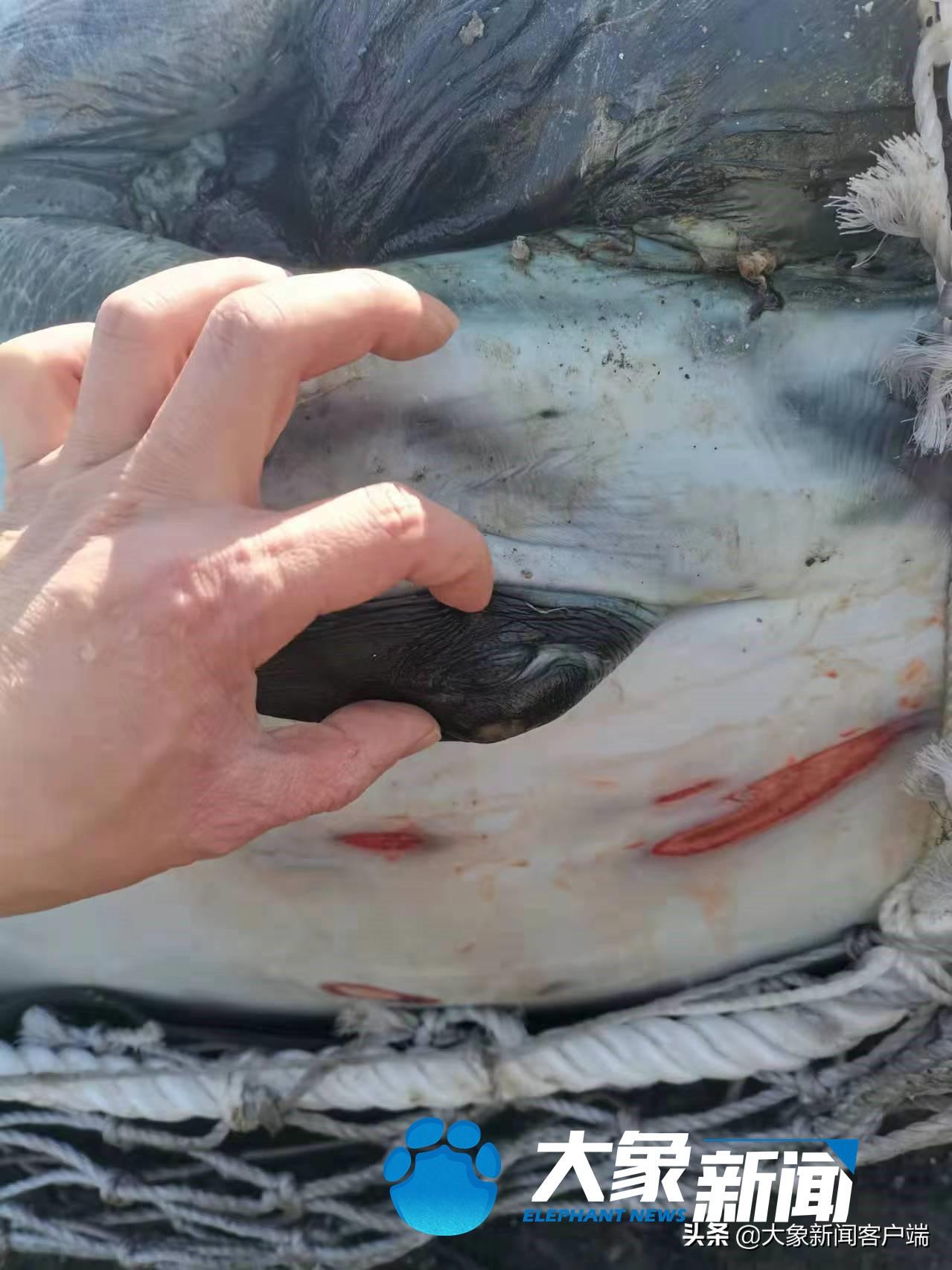 大连今日重大新闻纪实,城市脉搏的新跳动,大连今日脉搏新跳,重大新闻纪实揭秘城市新动态