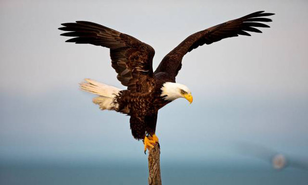 天涯论坛,天上之鹰的翱翔与梦想,天涯论坛,天上之鹰的翱翔与追梦之旅