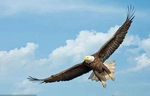 天涯论坛,天上之鹰的翱翔与梦想,天涯论坛,天上之鹰的翱翔与追梦之旅