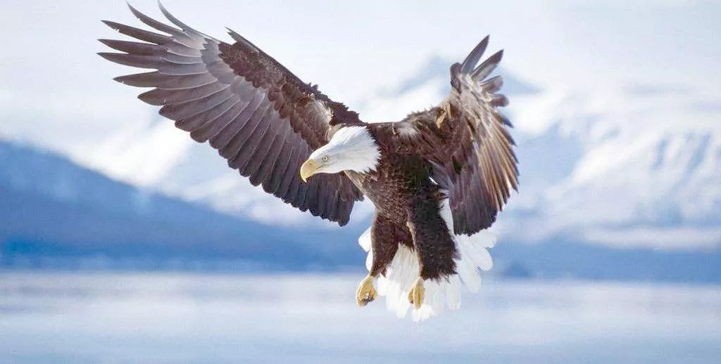 天涯论坛,天上之鹰的翱翔与梦想,天涯论坛,天上之鹰的翱翔与追梦之旅