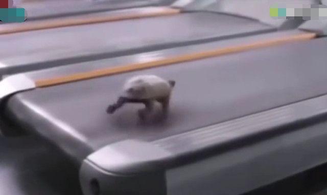 普通跑步机的使用方法详解,普通跑步机使用指南,详细步骤与操作技巧