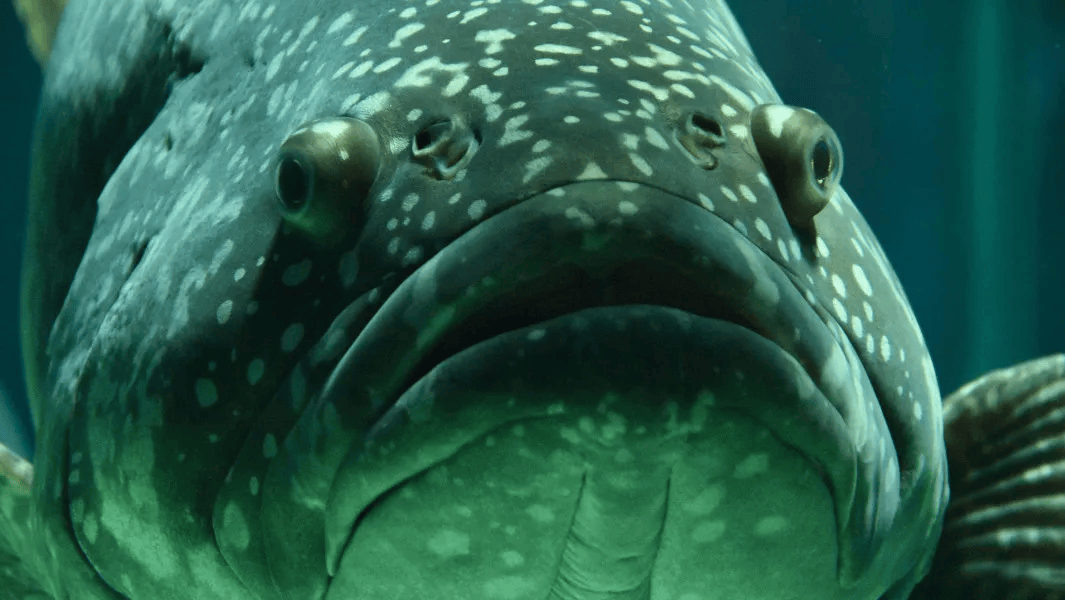 抗癌鱼第一名,探寻其神秘力量与背后的故事,探寻抗癌鱼背后的神秘力量与故事,谁是第一名?