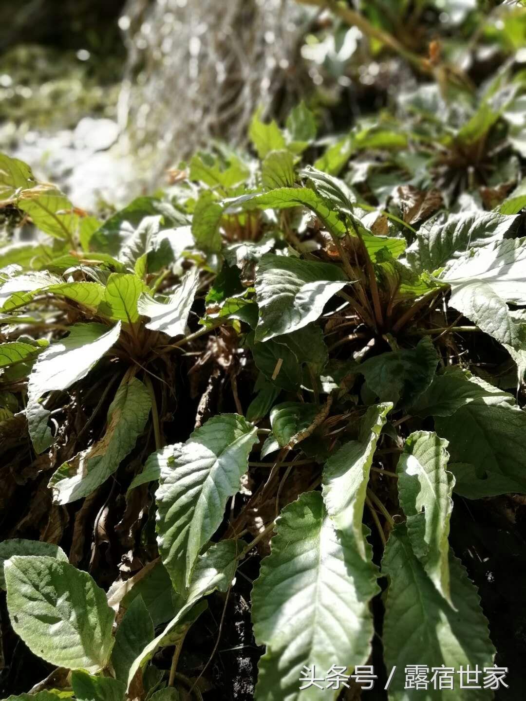 芥菜图片,品味自然之美,领略芥菜风采,芥菜风采,自然之美的品味与领略图片展示