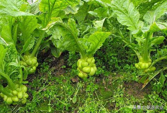 芥菜图片,品味自然之美,领略芥菜风采,芥菜风采,自然之美的品味与领略图片展示