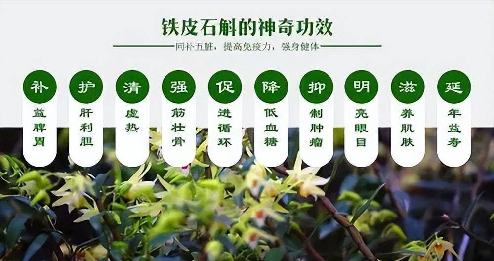 铁皮石斛,神奇的自然宝藏——功效与作用解析,铁皮石斛,神奇自然宝藏的奥秘——功效与作用深度解析