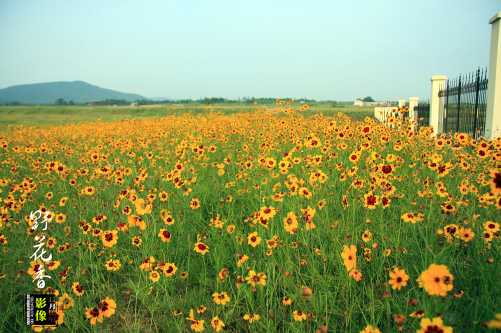野花香视频中文免费观看，探索自然之美的独特方式，野花香视频，免费探索自然之美的独特方式