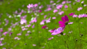 野花香视频中文免费观看,探索自然之美的独特方式,野花香视频,免费探索自然之美的独特方式