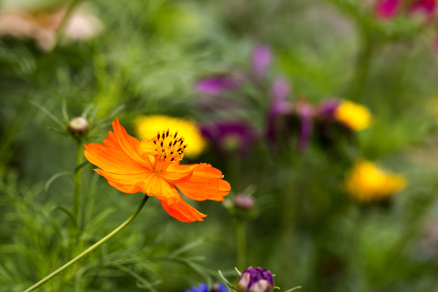野花香视频中文免费观看,探索自然之美的独特方式,野花香视频,免费探索自然之美的独特方式